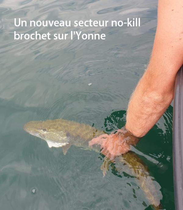 Nouveau parcours no-kill brochet sur l'Yonne